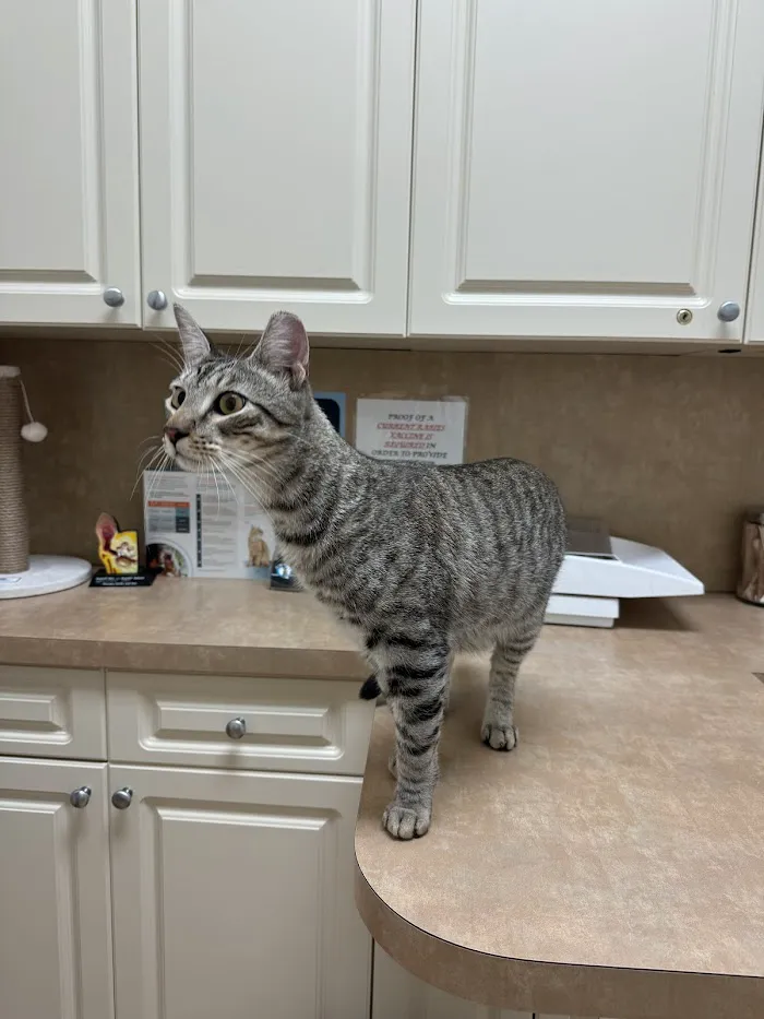 All Paws Animal Clinic 12