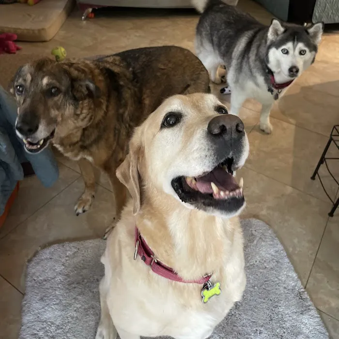 All Paws Animal Clinic 12