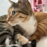 Clematis Animal Clinic ico