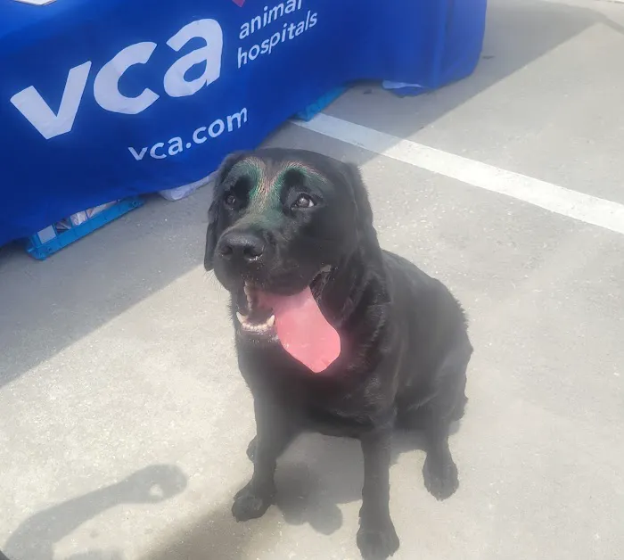 VCA Florida Veterinary League 3