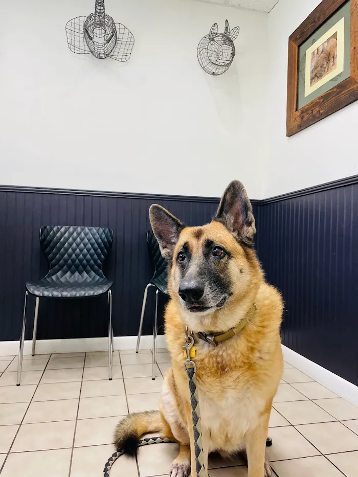 Community Veterinary Clinic 12