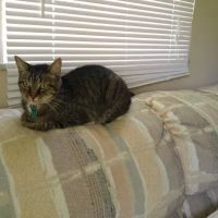 Port St. Lucie Animal Hospital ico