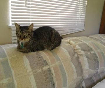Port St. Lucie Animal Hospital
