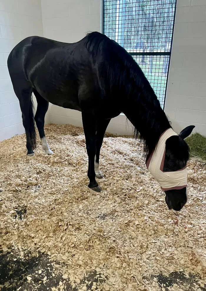 Ocala Equine Hospital 12