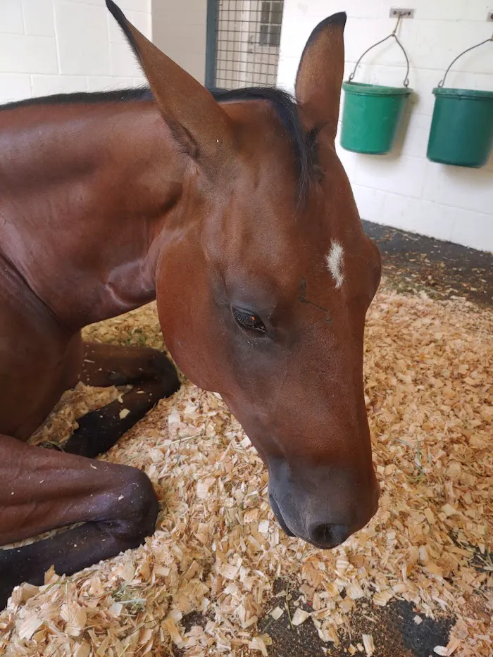 Ocala Equine Hospital 12