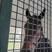 Ocala Equine Hospital ico