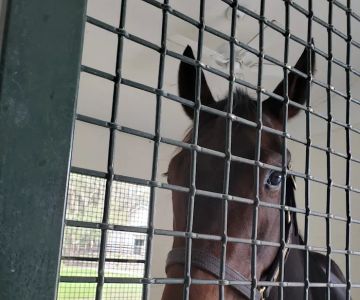 Ocala Equine Hospital