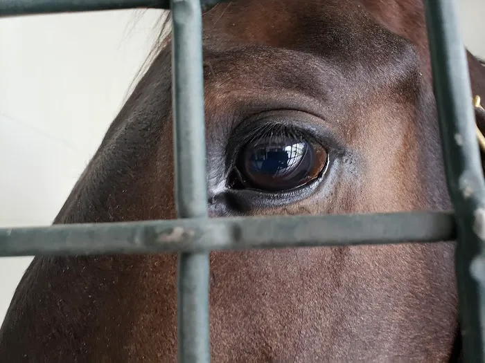 Ocala Equine Hospital 12