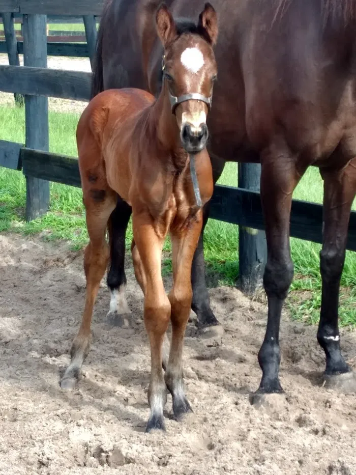 Buena Vista Farm Equine Reproduction And Foaling Center 12