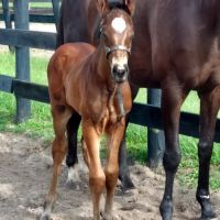 Buena Vista Farm Equine Reproduction And Foaling Center ico