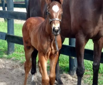 Buena Vista Farm Equine Reproduction And Foaling Center