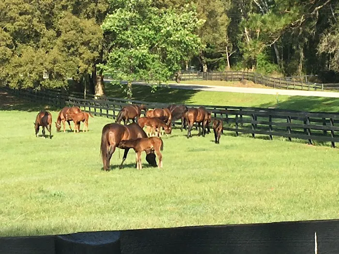 Buena Vista Farm Equine Reproduction And Foaling Center 12