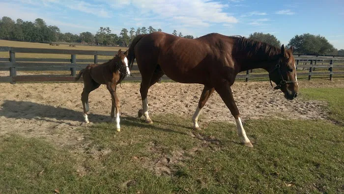 Buena Vista Farm Equine Reproduction And Foaling Center 12