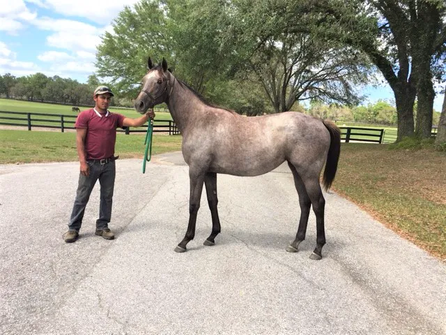 Buena Vista Farm Equine Reproduction And Foaling Center 12