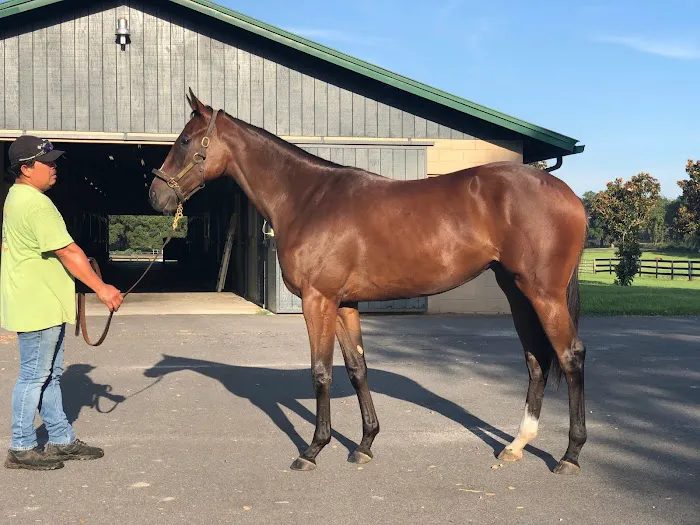 Buena Vista Farm Equine Reproduction And Foaling Center 12