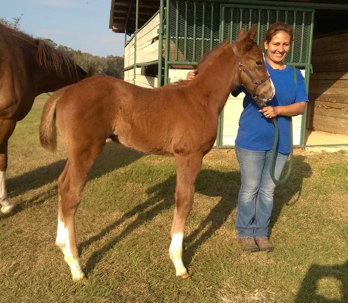 Buena Vista Farm Equine Reproduction And Foaling Center 12