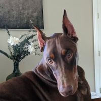 Withlacoochee Trail Animal Clinic ico