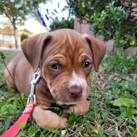 Skylark Animal Hospital ico