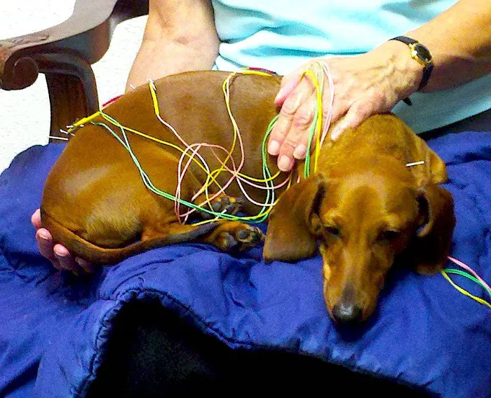 Medicine Wheel Veterinary Services 12
