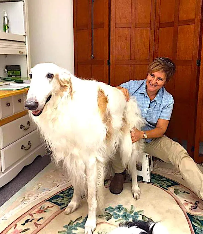 Medicine Wheel Veterinary Services 12