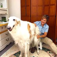 Medicine Wheel Veterinary Services ico