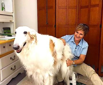 Medicine Wheel Veterinary Services