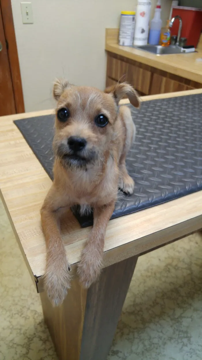 Ocala Square Animal Clinic 12