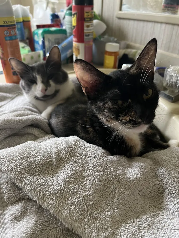 Humane Society of Marion County Animal Clinic 12
