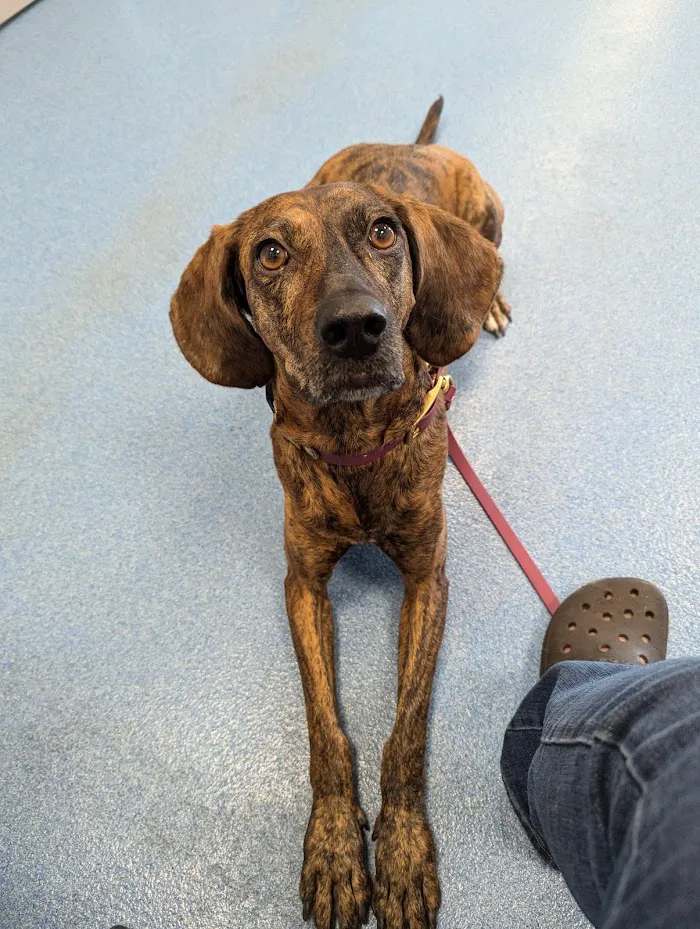 Humane Society of Marion County Animal Clinic 12