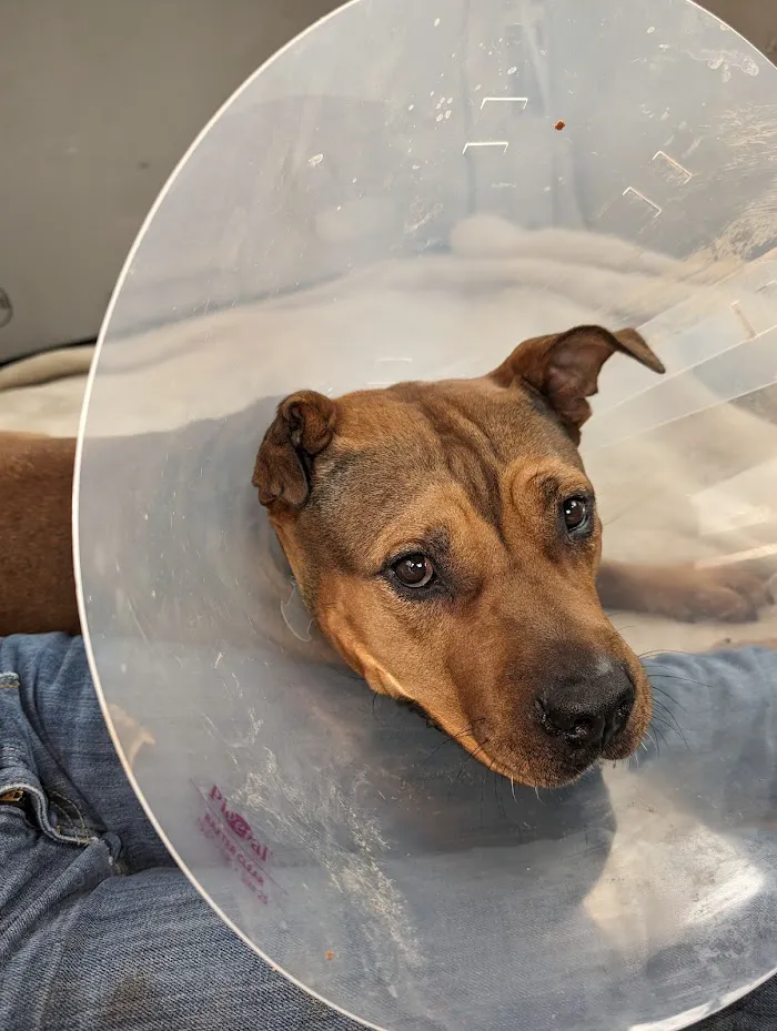 Humane Society of Marion County Animal Clinic 12