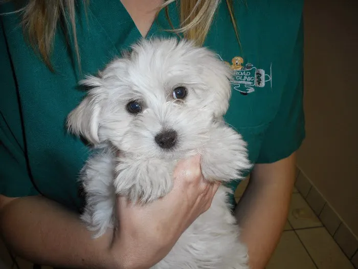 Airport Road Animal Clinic 12