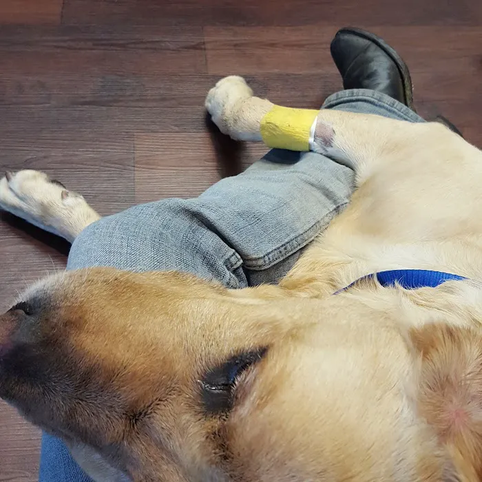 Midtown Animal Clinic 12