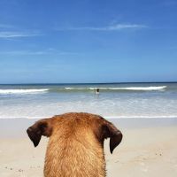 Midtown Animal Clinic ico