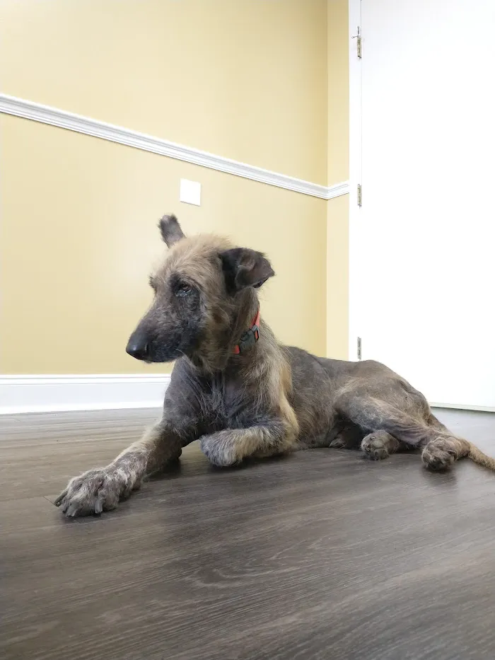 Midtown Animal Clinic 12