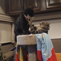 Paw Prints Veterinary Clinic ico