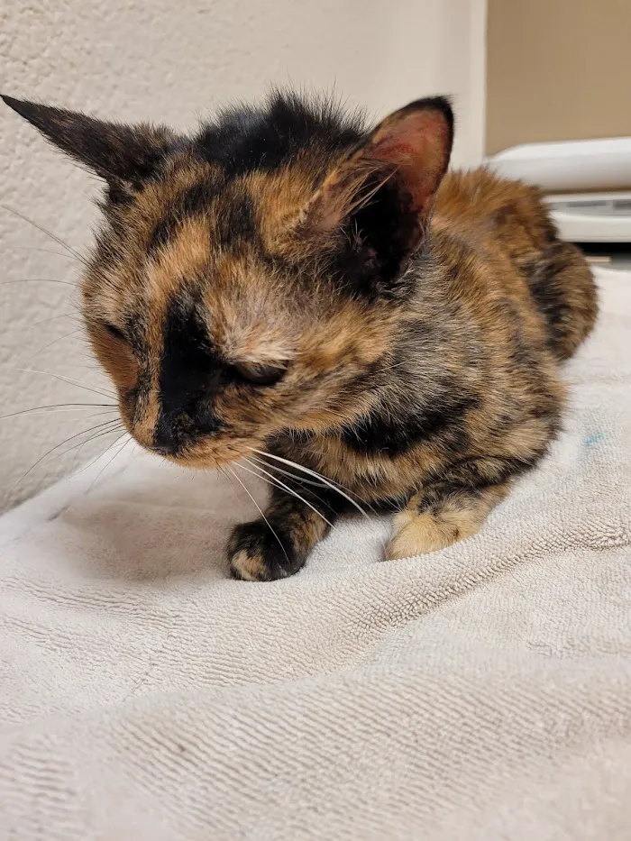 Paw Prints Veterinary Clinic 6