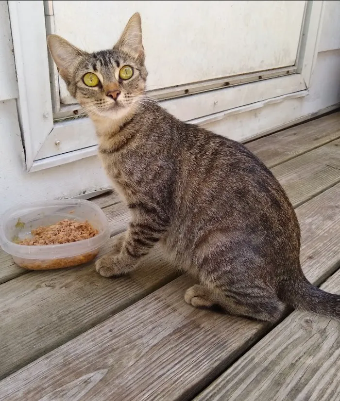 Magnolia Animal Hospital 12