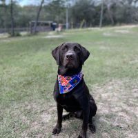 Magnolia Animal Hospital ico