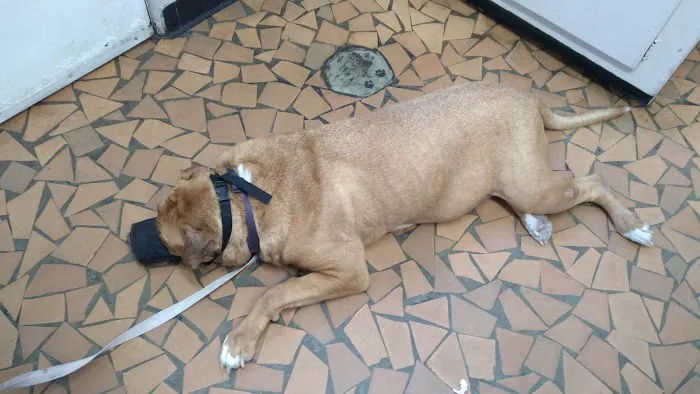 Magnolia Animal Hospital 12