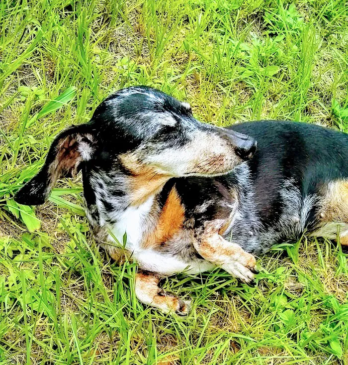 Magnolia Animal Hospital 12