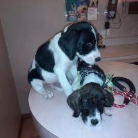Belleview Veterinary Hospital ico