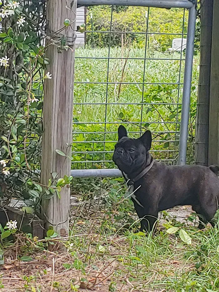 Belleview Veterinary Hospital 12