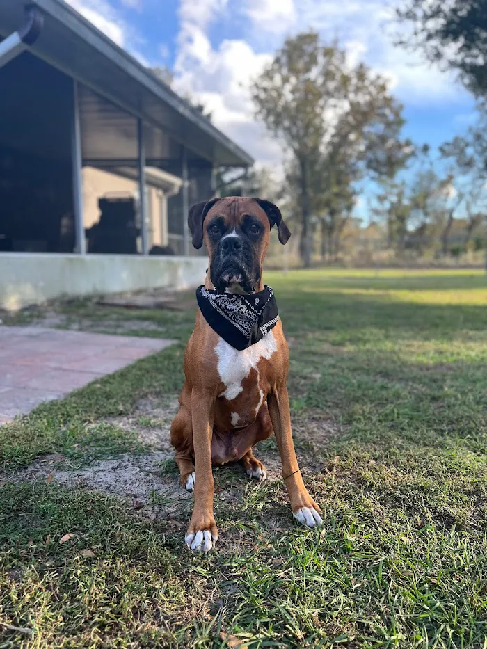 Dunnellon Animal Hospital 10