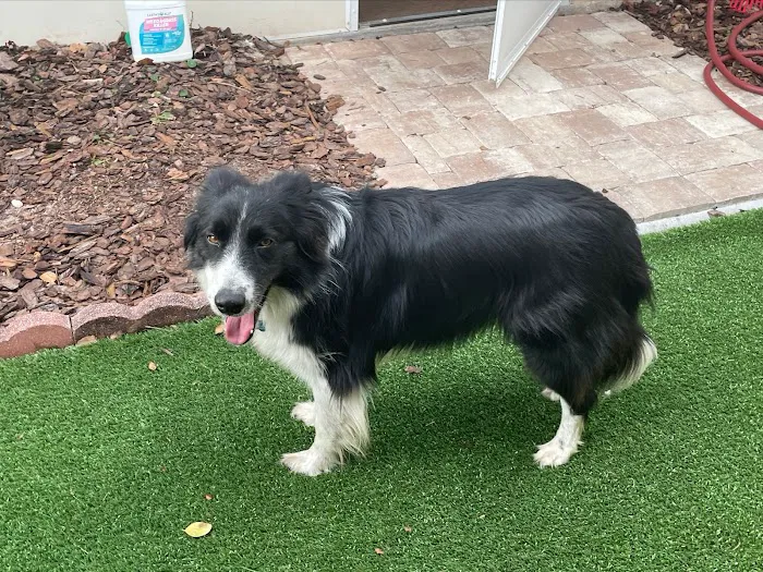 Dunnellon Animal Hospital 3
