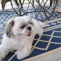 Dunnellon Animal Hospital ico