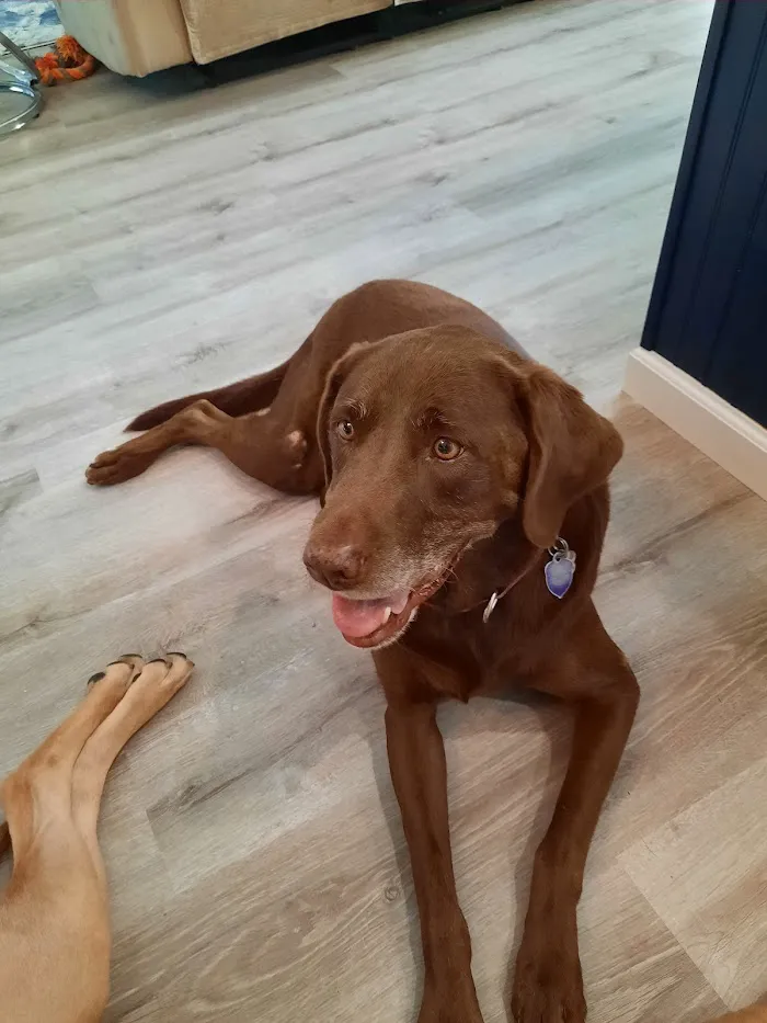 Dunnellon Animal Hospital 5