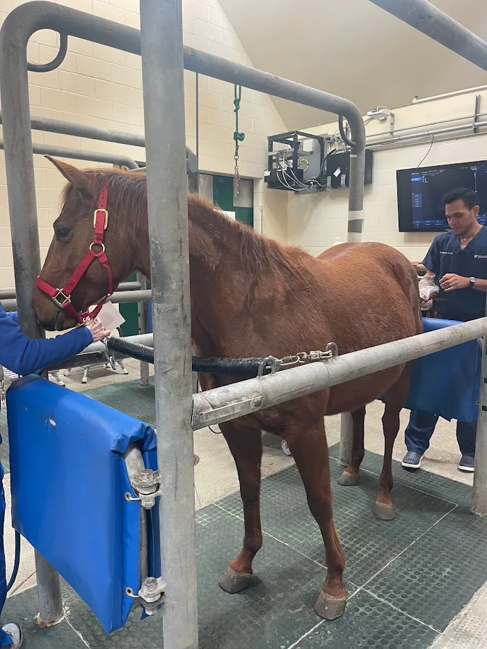 Florida Equine Veterinary Associates 0