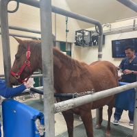 Florida Equine Veterinary Associates ico