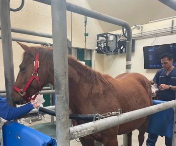 Florida Equine Veterinary Associates