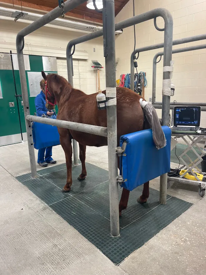 Florida Equine Veterinary Associates 1